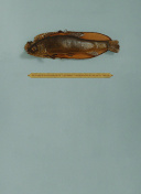帝女花國(guó)語(yǔ)第08集